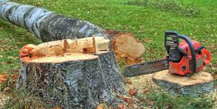 Best Stump Grinding and Removal  in Pensacola Station, FL