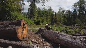 Best Tree Health Inspection  in Pensacola Station, FL