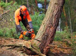 Best Tree Preservation Services  in Pensacola Station, FL