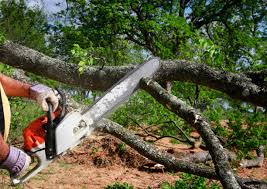 How Our Tree Care Process Works  in  Pensacola Station, FL