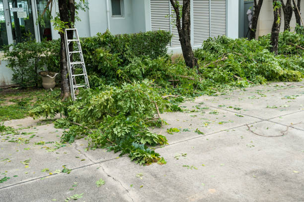 Best Lawn Disease Treatment  in Pensacola Station, FL