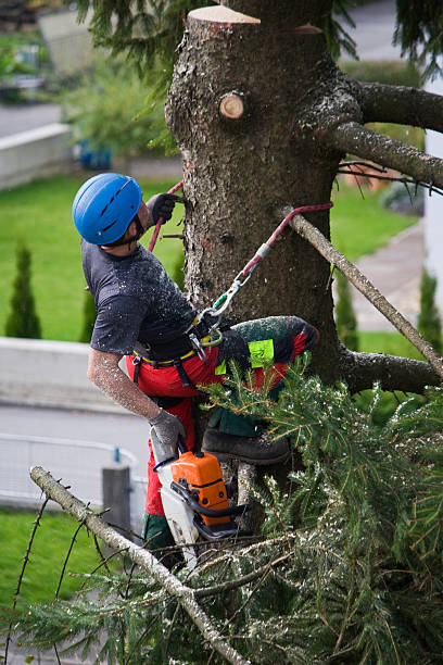 Best Hedge Trimming  in Pensacola Station, FL